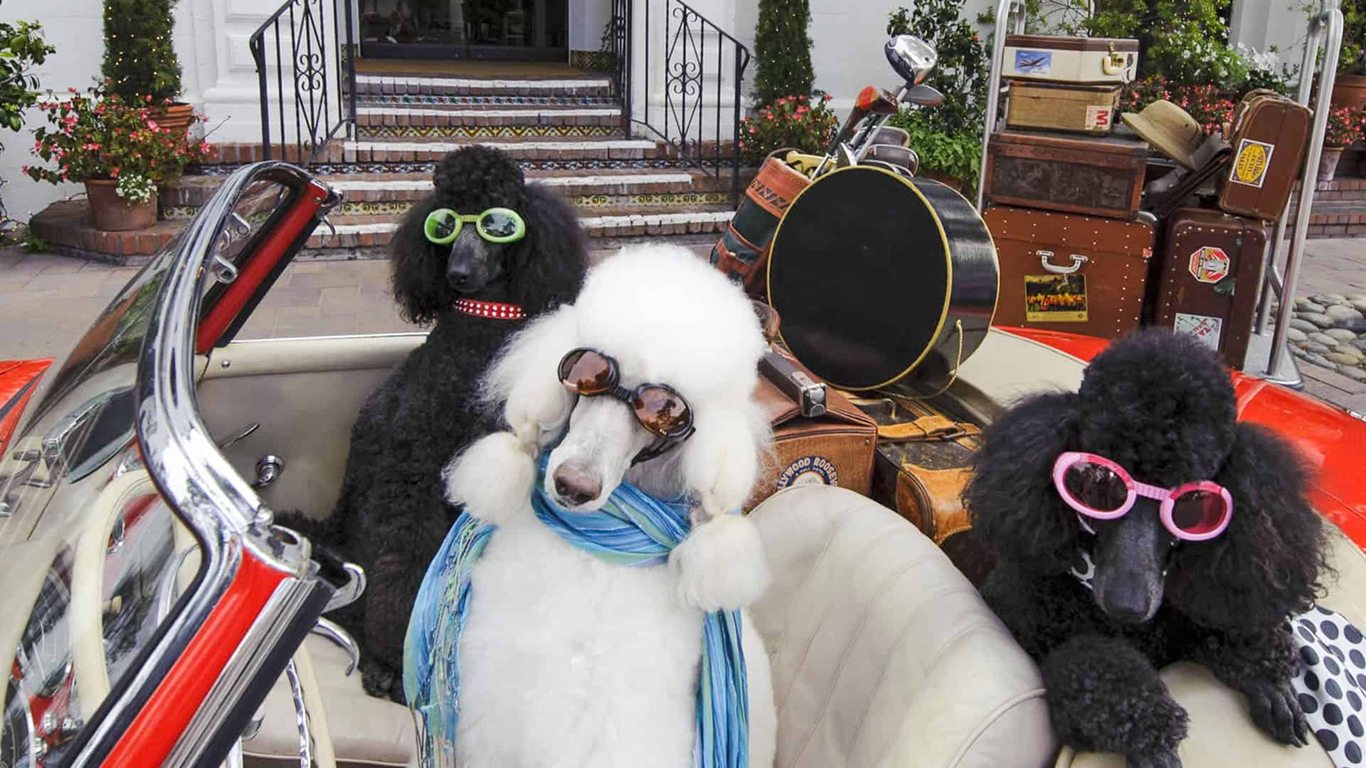 Poodles at the Entrance of Cypress Inn Carmel-by-the-Sea, CA