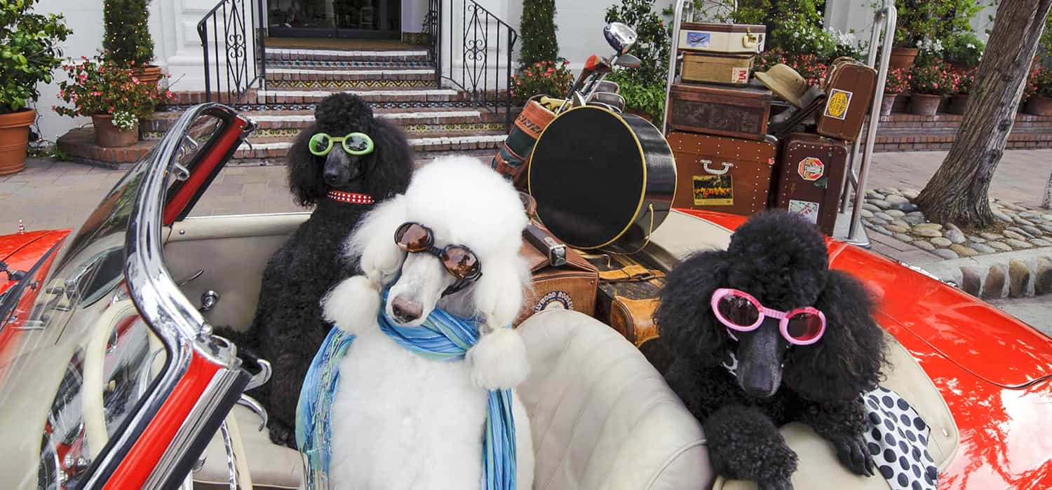 Poodles in a Convertible Car in Front of Cypress Inn