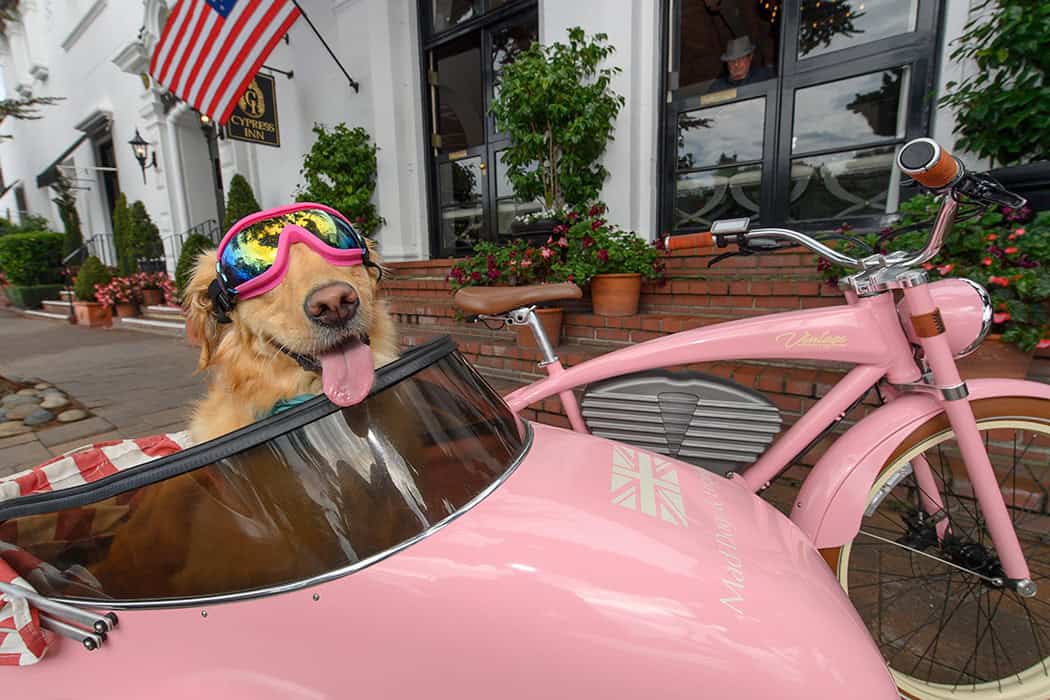 Lulu the dog is ready for a Bike Ride in Front of the Cypress Inn