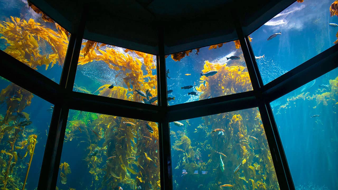 Monterey Bay Aquarium