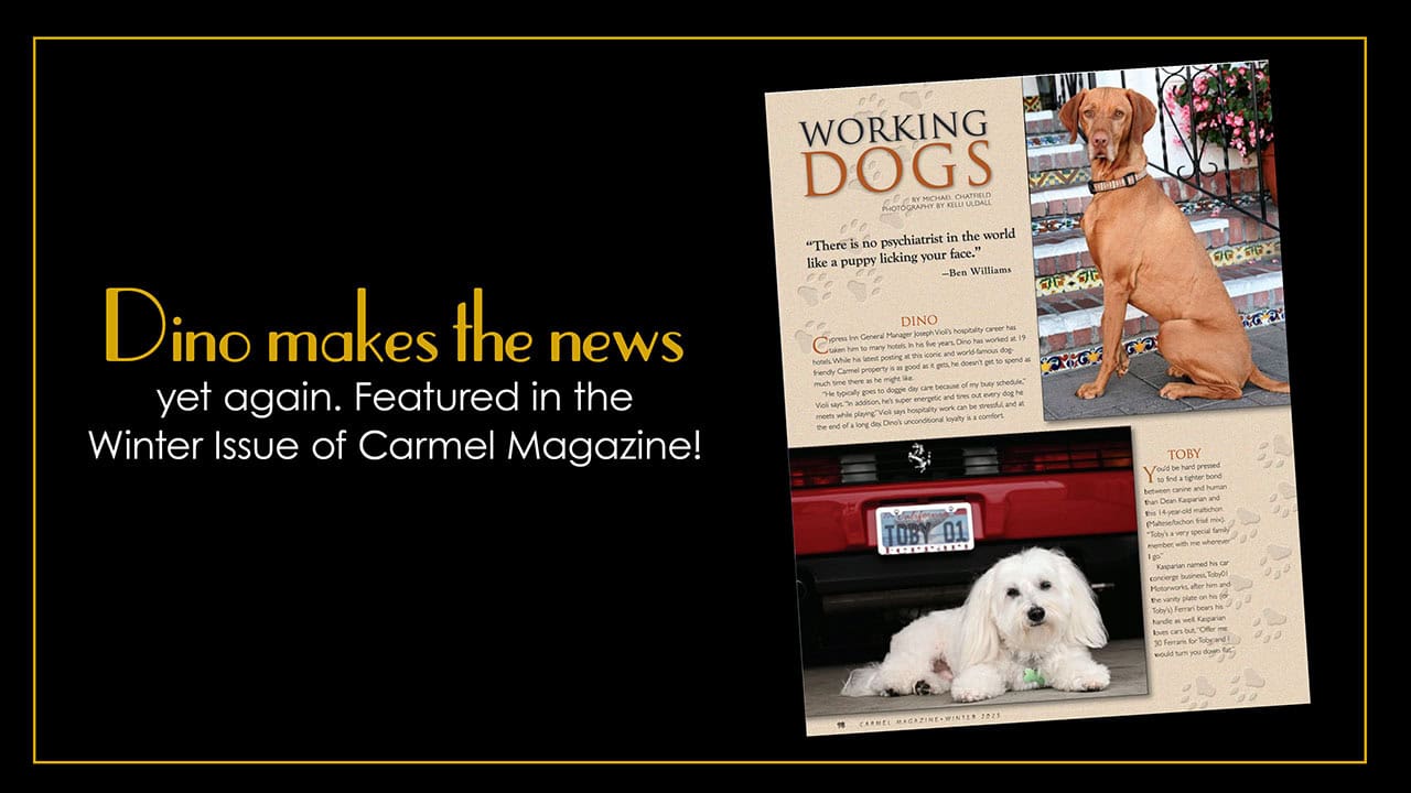 Dino The Dog Is Featured in The Winter Issue Of Carmel Magazine
