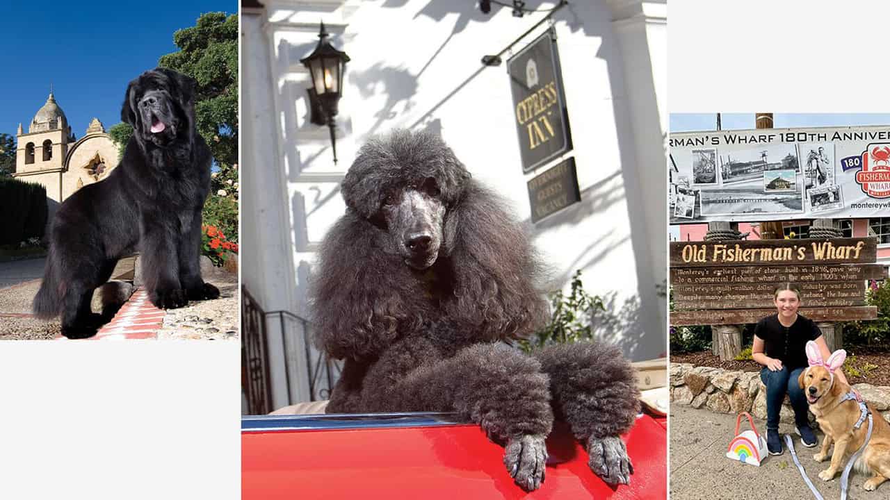 Cypress Inn Named Among the Best Dog-Friendly Destinations of 2026